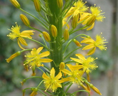 Bulbine latifolia latifolia