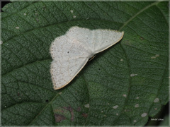 Idaea trisetata