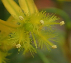 Bulbine latifolia latifolia