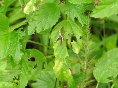 Pirithoicus ophthalmicus