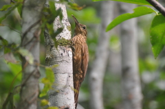 Xiphorhynchus guttatus