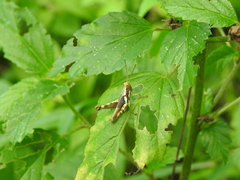 Pirithoicus ophthalmicus