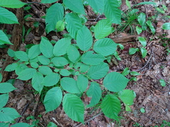 Ostrya virginiana image