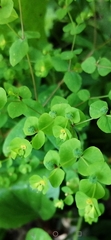 Euphorbia stricta