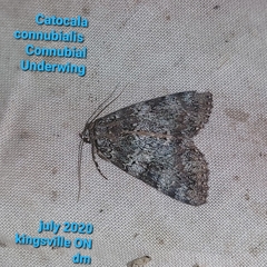 Catocala connubialis