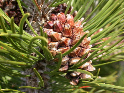 Mountain Pine