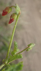 Hermannia diffusa