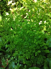 Euphorbia stricta