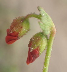 Hermannia diffusa