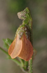 Hermannia diffusa
