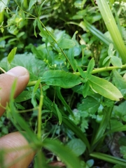 Euphorbia stricta