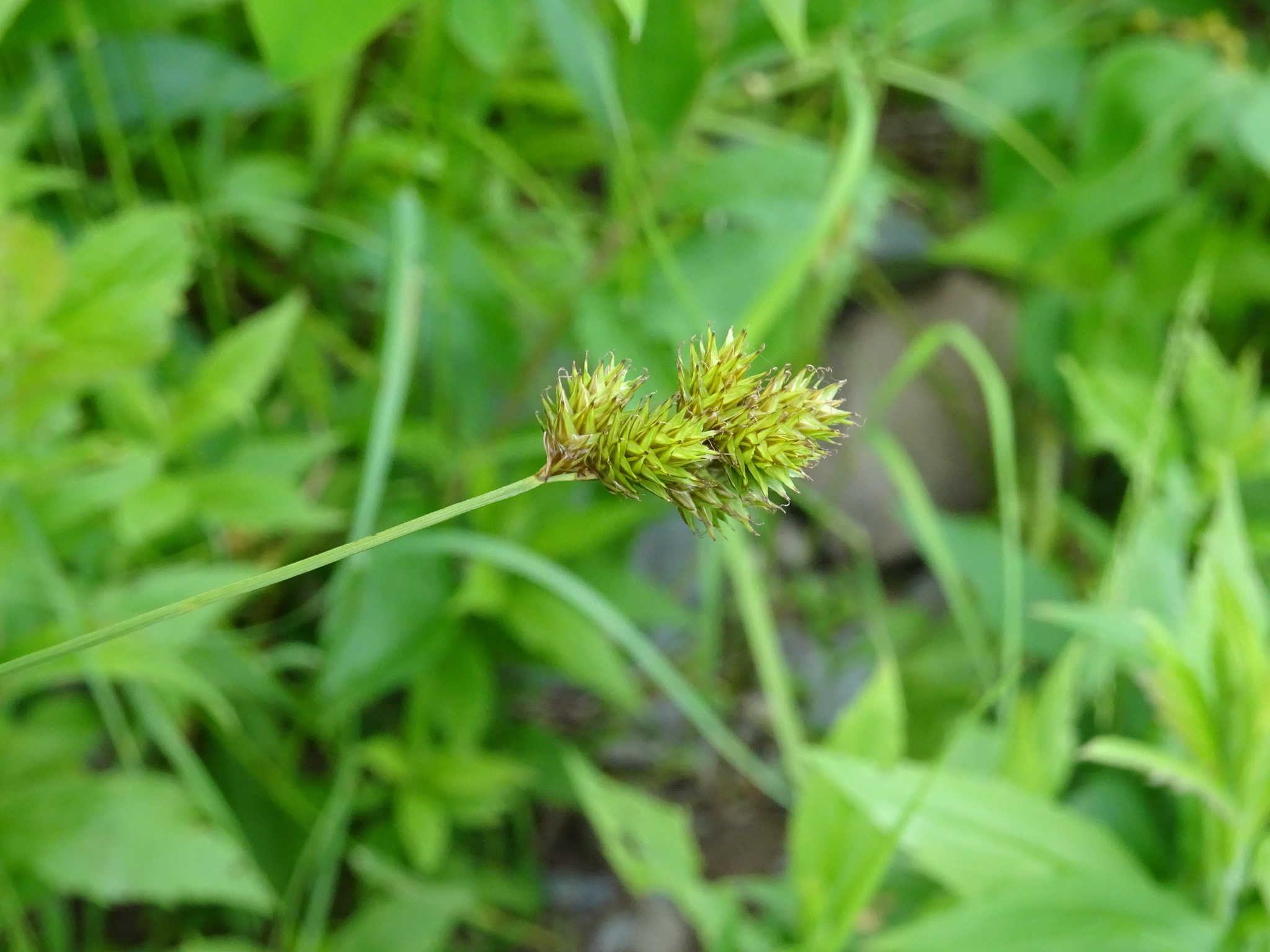 Carex tincta