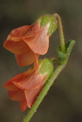 Hermannia diffusa