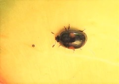 Cyllodes biplagiatus