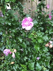 Hibiscus syriacus