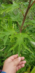 Digitacalia jatrophoides