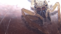 Spartaeus spinimanus