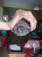 Kinosternon scorpioides scorpioides