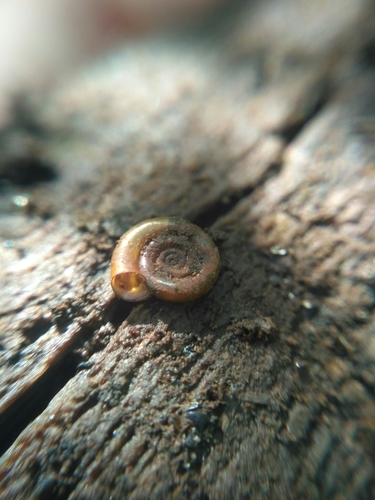 White-lipped Ramshorn