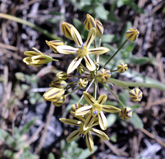 Triteleia ixioides anilina
