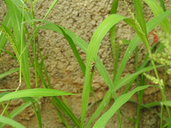 Pirithoicus ophthalmicus