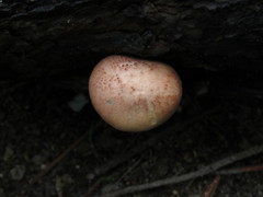 Gymnopilus subpurpuratus
