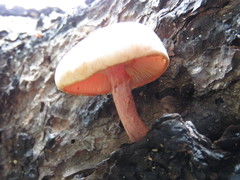 Gymnopilus subpurpuratus