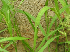 Pirithoicus ophthalmicus