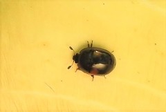 Cyllodes biplagiatus