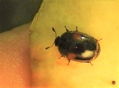 Cyllodes biplagiatus