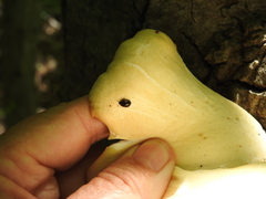 Cyllodes biplagiatus