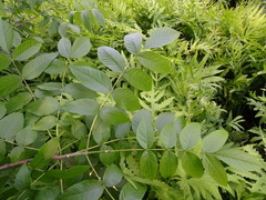 Fraxinus nigra image