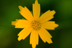 Coreopsis auriculata