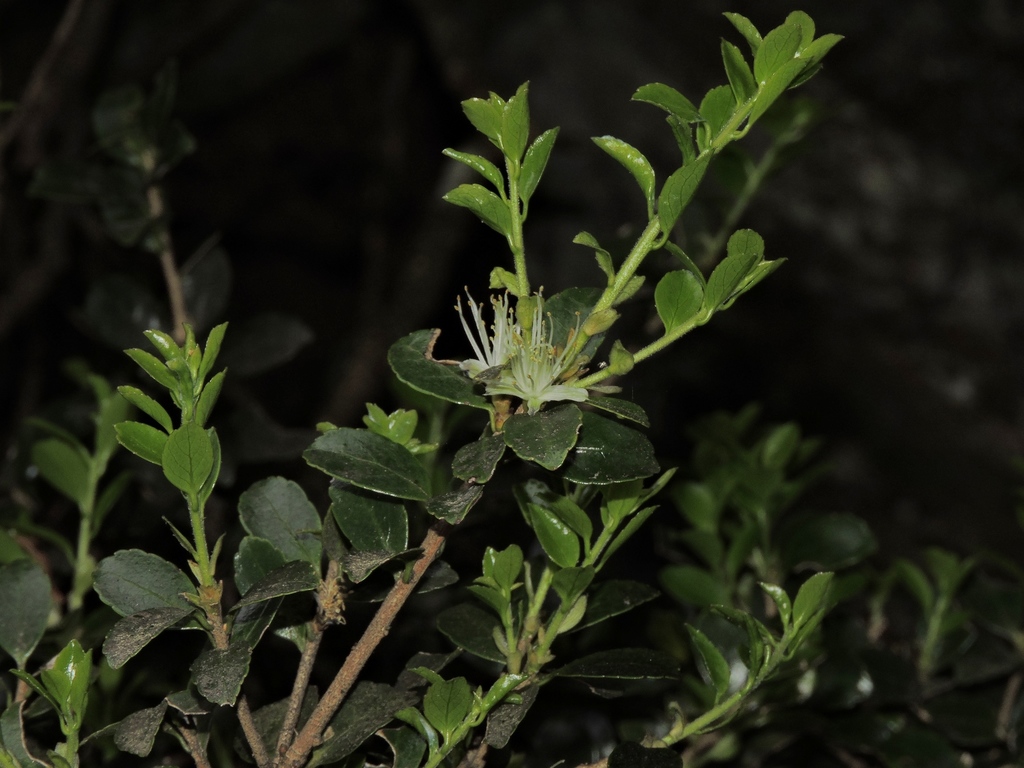 Symplocos nokoensis