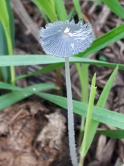 Coprinopsis cinerea