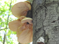 Cyllodes biplagiatus