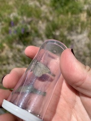 Satyrium semiluna