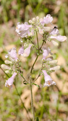Penstemon