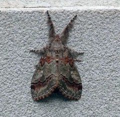 Dasychira dorsipennata