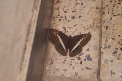 Adelpha alala
