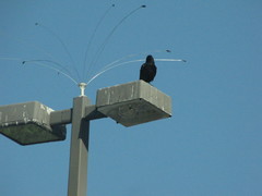 Corvus brachyrhynchos caurinus