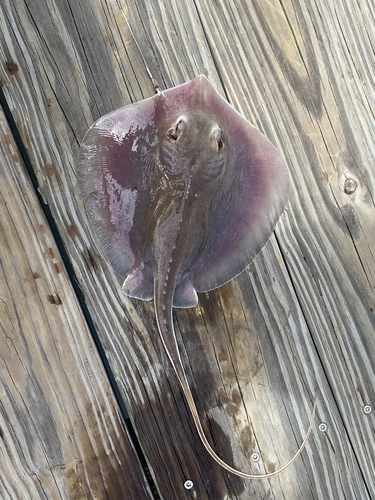 Atlantic Stingray photographed in Georgia