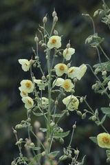 Meconopsis paniculata