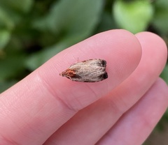 Olethreutes inornatana