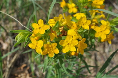 Lithospermum caroliniense croceum