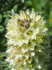 Campanula thyrsoides