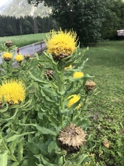 Centaurea macrocephala