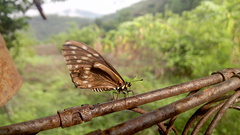 Baronia brevicornis brevicornis