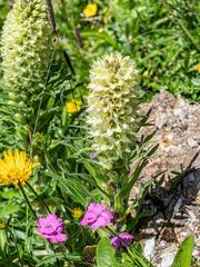 Campanula thyrsoides