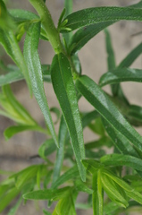 Lithospermum caroliniense croceum